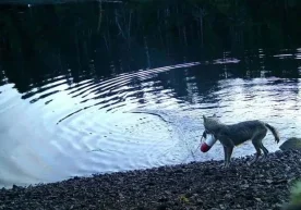 Канадада табиатшунослар кутилмаган манзарага дуч келди —