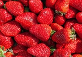 Мисрда етиштирилган қулупнай Ўзбекистонга етказиб берила