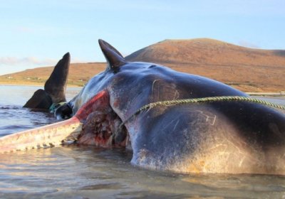 Ошқозонида 100 кг ахлат бўлган кит ўлик ҳолда топилган фото