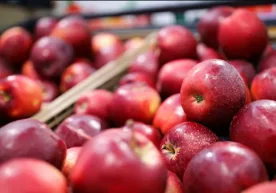 Фото: «РИА Новости» Ўртача катталикдаги битта олма бир