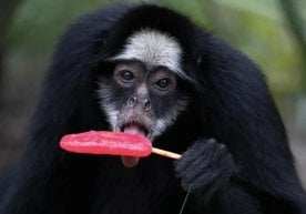 Рио-де-Жанейродаги BioParque ҳайвонот боғида ҳайвонларга