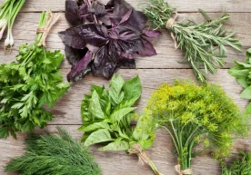 Кўкатлар таомга нафақат гўзал безак беради, балки ўзида