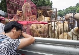 Жанубий Кореяда ит гўшти етиштириш билан шуғулланувчи