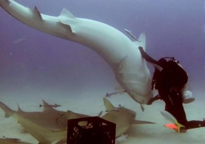 Дайвер акулани карахт қилиб қўйди (видео) фото