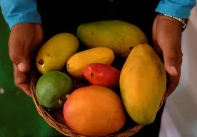 Ҳиндистонда ўтказилган янги тадқиқотлар манго мевасининг