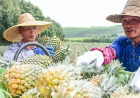 Ўзбекистонга Хитойдан олиб кирилаётган мандарин ва ананас