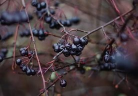 Olimlar koronavirusni o‘ldiradigan tabiiy mahsulotni aniqladi фото