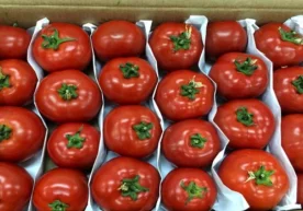 Бу ҳақда ушбу мамлакат қишлоқ хўжалиги вазири маълумотига