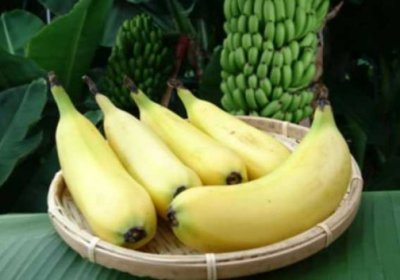Японлар пўстини ҳам суйиб еса бўладиган банан турини яратишди… фото