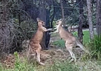 Эркак бир-бири билан уришаётган икки кенгуруни “уялтирди” (видео) фото