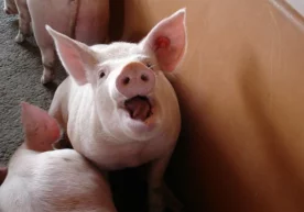 Тошкент вилоятининг Пискент туманидаги Акмал Икромов ва