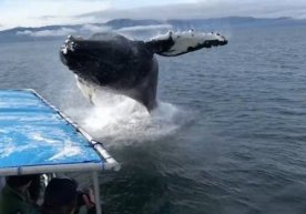Kitning ogʻziga ilingan suratchi moʻjiza sababli omon qoldi (video) фото
