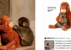 Япониянинг Ичикава шаҳридаги ҳайвонот боғида кеча-кундуз