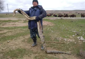 Бугун ижтимоий тармоқларда «Ғаллаорол тумани Жума бозори