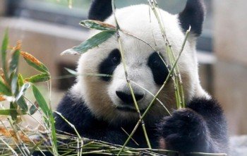 Биласизми? Катта панда одамга қараганда икки марта кам калория истеъмол қилади фото