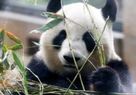 Bilasizmi? Katta panda odamga qaraganda ikki marta kam kaloriya iste’mol qiladi фото