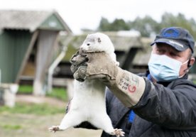 Данияда коронавируснинг мутация қилган тури сабабли миллионлаб норкалар йўқ қилинади фото