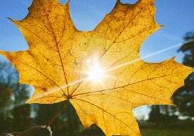 O‘zgidrometning bildirishicha, 19 noyabrda mamlakat