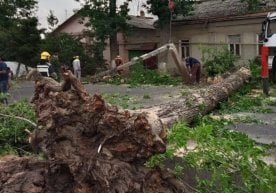 23 май куни Тошкентда кучли шамол оқибатида дарахт икки