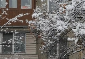 Ўтган тун Ўзбекистоннинг кўплаб ҳудудларида қор кузатилди.