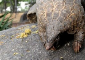 Olimlar yana bir koronavirus tarqatuvchisini aniqlashdi фото