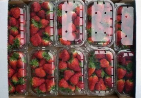 Foto: fruitinfo.ru Avstraliya supermarketlarida qulupnay