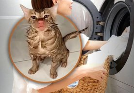 Сзянсу провинциясидан бўлган хитойлик аёл мушукни машинада