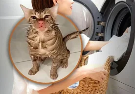 Сзянсу провинциясидан бўлган хитойлик аёл мушукни машинада