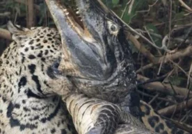 Интернетда Бразилиядаги Панатала деган жойда кайман