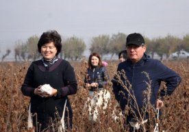 Андижон вилояти ҳокими дам олиш кунлари пахта терди (видео) фото