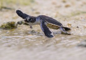 2025-йилда иқлим ва табиат билан боғлиқ муаммолар давом