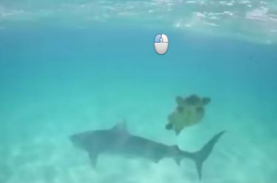 Тошбақанинг катта акула билан жанги... (видео) фото