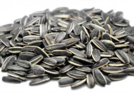 Кишилар учун севимли, оммавий эрмаклардан бири – писта