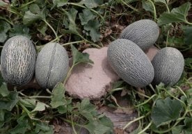 Qashqadaryoda qovun pishdi фото