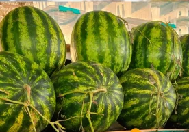 EastFruit маълумотларига кўра, Ўзбекистонда сўнгги ҳафта
