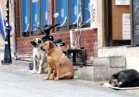 Фото: hamster-travel.ru Бу ташаббусни мамлакат президенти