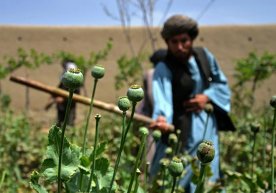 “Tolibon” opium o‘rniga fermerlarga bug‘doy va makkajo‘xori urug‘i tarqatdi фото