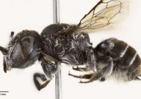 Австралиялик олимлар шайтон шохига ўхшаш ўзига хос белгиси