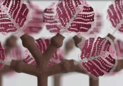 Finlyandiyalik olimlar mobil qurilmalarni zaryadlash uchun organik «daraxt» yaratdi фото