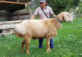 Қирғизистонда селекция йўли билан қўйнинг янги зоти