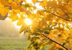 Ўзгидрометнинг 15 ноябрь учун тақдим этган маълумотларига