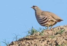 Тожикистон Фанлар академияси чўл экотизимининг ноёб ва кам
