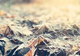 Келаётган ҳафтада Ўзбекистоннинг Фарғона водийси,