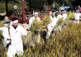 Жанубий Корея бюджети мамлакатда гуруч ҳаддан ташқари кўп