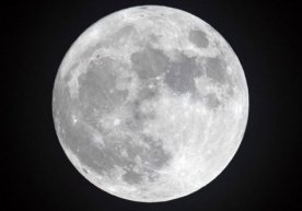 Коинотда Ойнинг «қариндоши» топилди фото