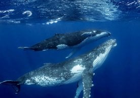 Ko‘pchilik kitlarni baliq deb o‘ylaydi, biroq aslida ular