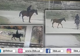 Тошкентда от ўғрилари ушланди фото