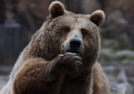 Фото: Rodina.News АҚШнинг Колорадо штатида қушларга