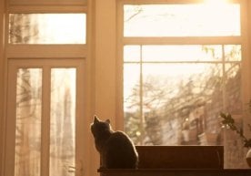 4 октябр куни мамлакат ҳудудида “даражали тўқ сариқ”