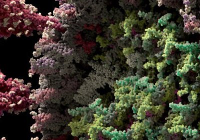 Koronavirusning eng batafsil 3D modeli yaratildi (video) фото